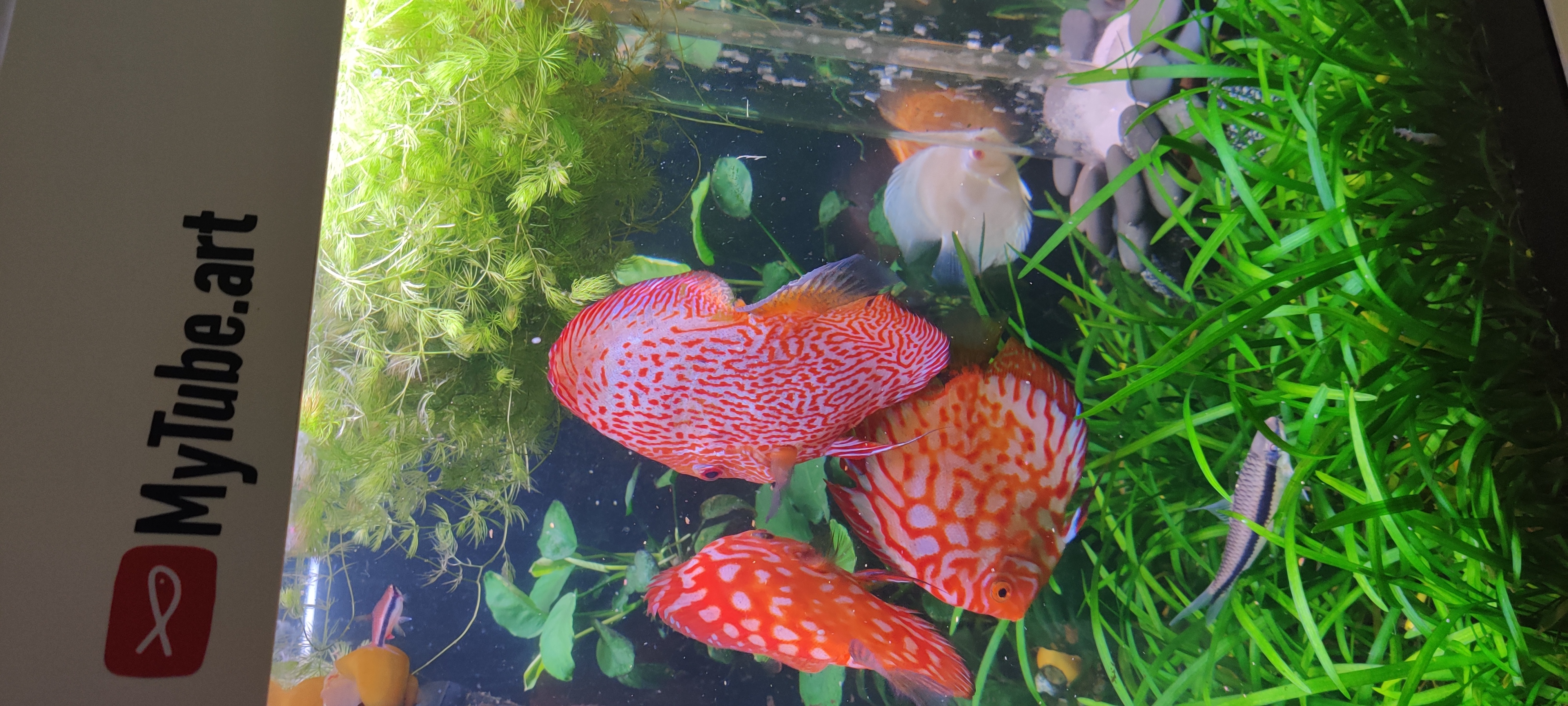 Wintry Mountain Landscape