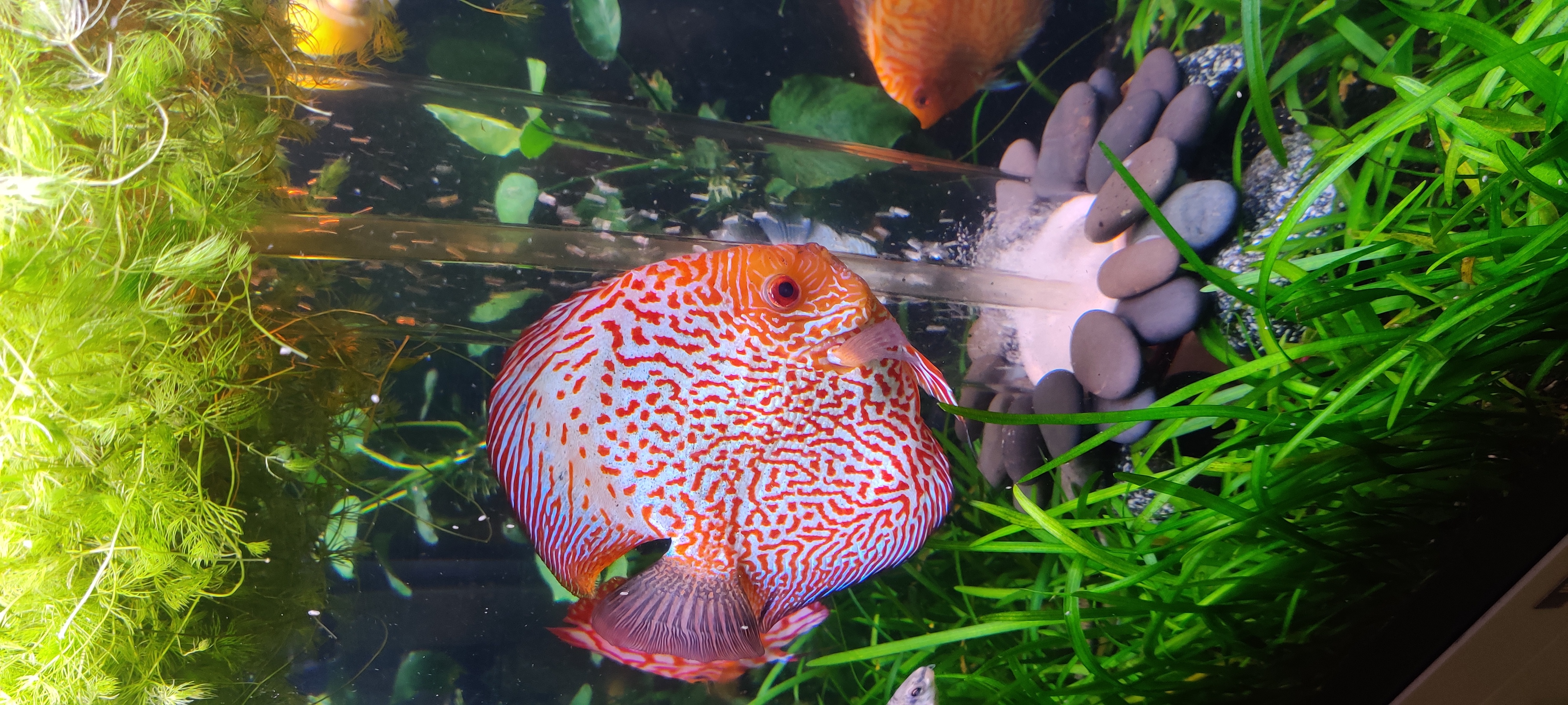 Mountains in the Clouds